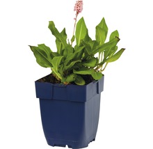 Bergormrot Bistorta affinis 'Darjeeling Red' (ehem. Persicaria aff. 'Darjeeling Red') 5-20cm Co 0,5L