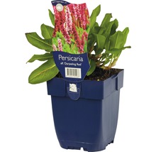 Bergormrot Bistorta affinis 'Darjeeling Red' (ehem. Persicaria aff. 'Darjeeling Red') 5-20cm Co 0,5L