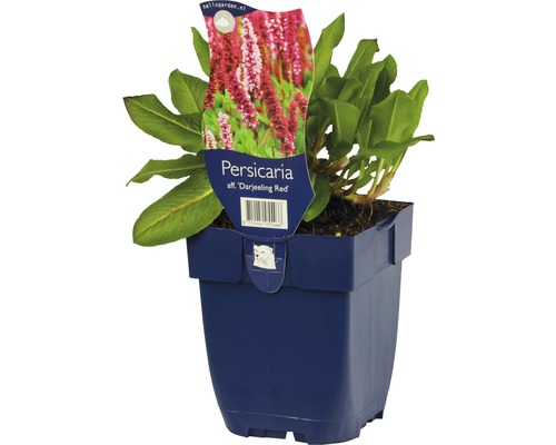Persicaria affinis ''Darjeeling Red'' växt i kruka