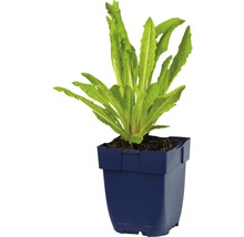 Salladsplanta i kruka