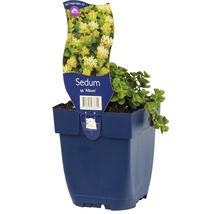 Kaukasiskt fetblad Sedum spurium 'Album' 5-15cm Co 0,5L