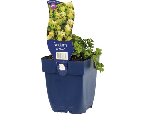 Kaukasiskt fetblad Sedum spurium 'Album' 5-15cm Co 0,5L