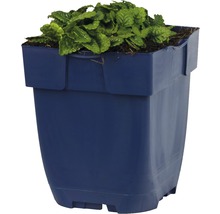 Humlesuga FLORASELF Stachys officinalis 'Ukkie' 5-20cm Co 0,5L