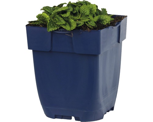 Blomkruka i plast med grön växt