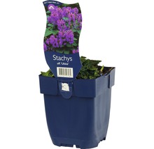 Humlesuga FLORASELF Stachys officinalis 'Ukkie' 5-20cm Co 0,5L