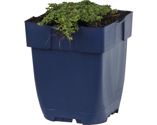 Blomkruka av plast med växt