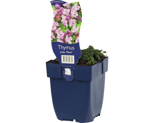 Timjan FLORASELF Thymus ‘Minor‘ ca 5cm Co 0,5L