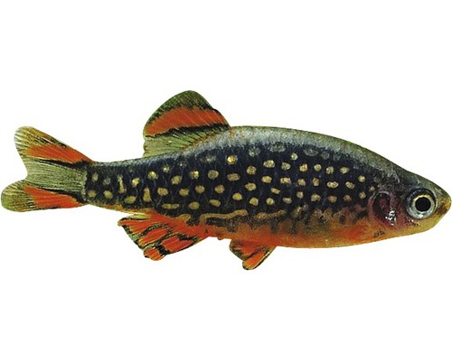 Myggrasebora fisk för akvarier