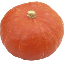 Hokkaidopumpa
