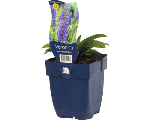 Axveronika FLORASELF Veronica spicata Inspire Blue 5-25cm Co 0,5L