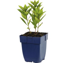 Hortensia i kruka