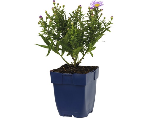 Aster i kruka med gröna blad och lila blommor
