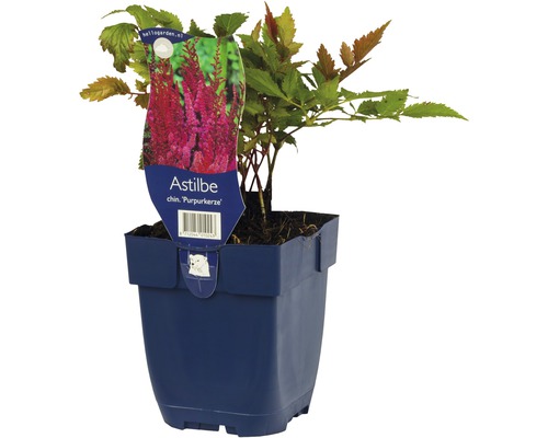 Astilbe i en kruka