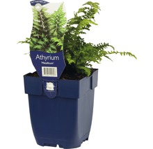 Japansk regnbågsbräken FLORASELF Athyrium niponicum Metallicum 5-20cm Co 0,5L
