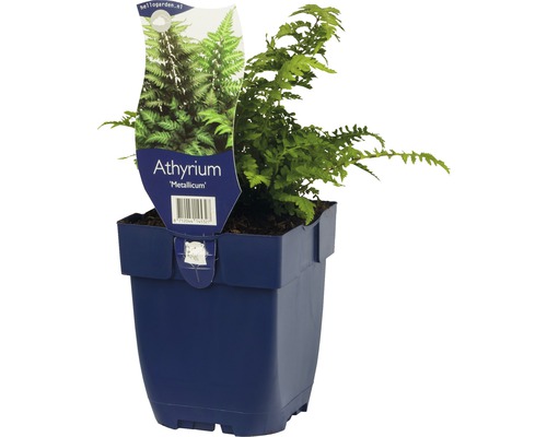 Japansk regnbågsbräken FLORASELF Athyrium niponicum Metallicum 5-20cm Co 0,5L