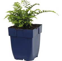 Japansk regnbågsbräken FLORASELF Athyrium niponicum Metallicum 5-20cm Co 0,5L