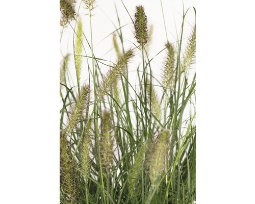 Lampborstgräs FLORASELF Pennisetum alopecuroides Hameln 20-50cm co 6L