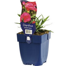 Nejlikan Sunflor Jolina i kruka