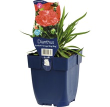 Nejlika FLORASELF Dianthus 'Sunflower Orange Bling Bling' 5-15cm Co 0,5L
