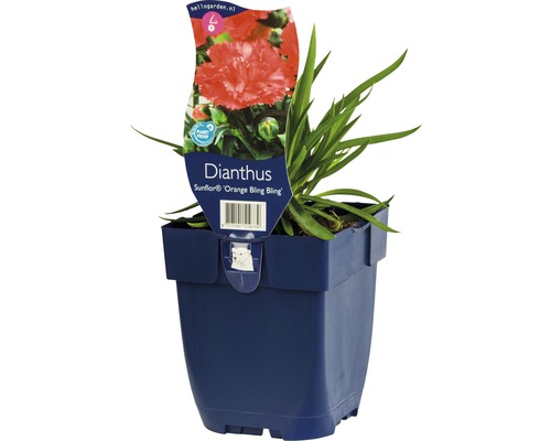 Nejlika FLORASELF Dianthus 'Sunflower Orange Bling Bling' 5-15cm Co 0,5L