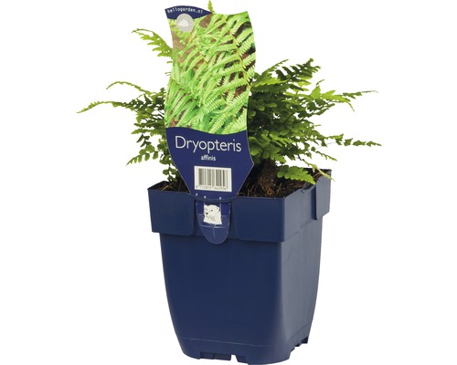 Dryopteris affinis i en kruka