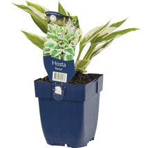 Blomsterfunkia FLORASELF Hosta 'Patriot' 5-20cm co 0,5L