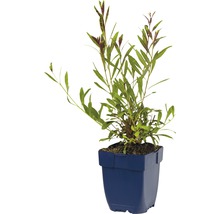 Pilblad i kruka