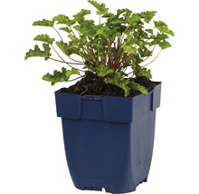 Heuchera växt i en kruka