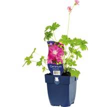 Kronnäva FLORASELF Geranium x oxonianum 'Orkney Pink' 5-20cm Co 0,5L