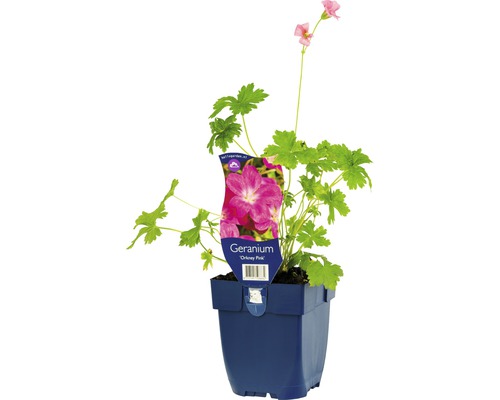 Kronnäva FLORASELF Geranium x oxonianum 'Orkney Pink' 5-20cm Co 0,5L