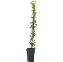 Storbladig murgröna FLORASELF Hedera hibernica 190cm Co 5L