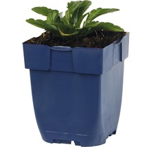 Blomkruka i plast med växt
