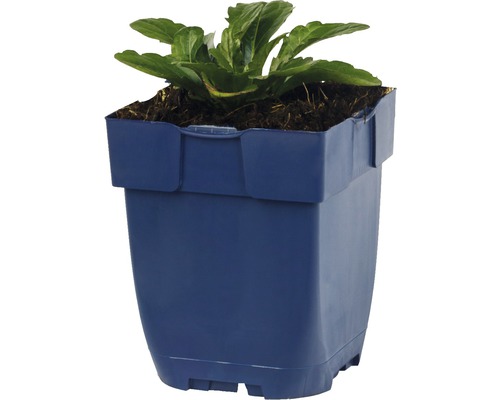 Blomkruka i plast med växt