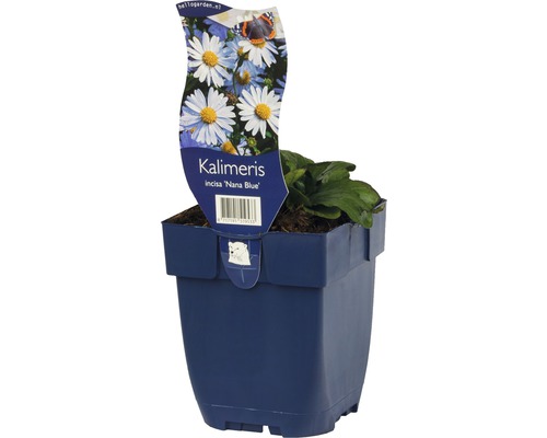 Kalimeris incisa Nana Blue i kruka