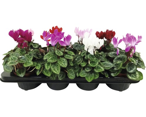 Cyklamen i odlingsbricka med olika färger blommor