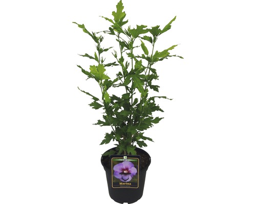 Hibiskus i kruka, sort Marina