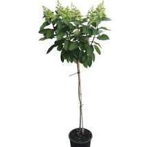 Hortensia på stam i kruka