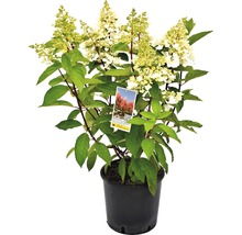 Hortensia paniculata i en kruka