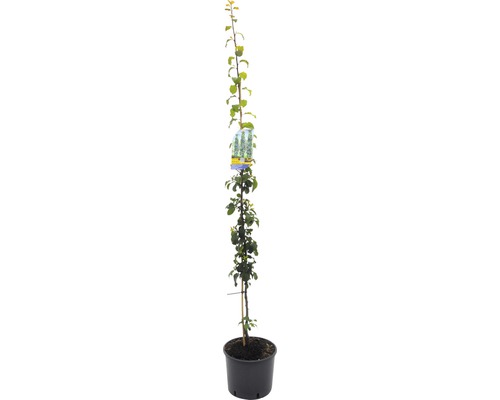 Sviskon FLORASELF Bio Prunus domestica 'Anja' 130-150cm Co 10L självbefruktande