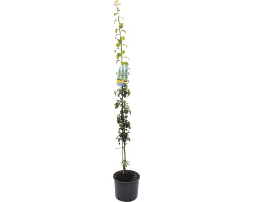 Sviskon FLORASELF Bio Prunus domestica 'Anja' 130-150cm Co 10L självbefruktande Stamträd i kruka