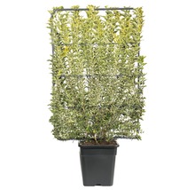 Klätterväxt Euonymus japonicus i kruka med spaljé