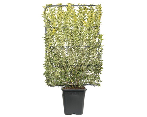 Klätterväxt Euonymus japonicus i kruka med spaljé