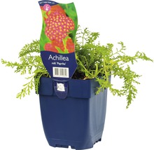 Röllika FLORASELF Achillea millefolium Paprika 5-50cm co 0,5L