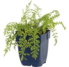 Röllika FLORASELF Achillea millefolium Paprika 5-50cm co 0,5L