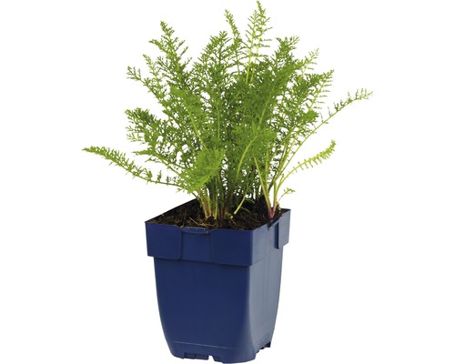 Röllika FLORASELF Achillea millefolium 'Milly Rock' Yellow Terracotta Co 0,5L Röllika växt i kruka