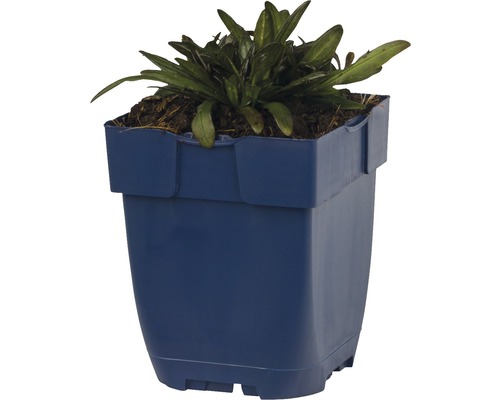 Blomkruka i plast med växt