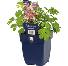 Biedermeierakleja FLORASELF Aquilegia Biedermeier 5-20cm co 0,5L