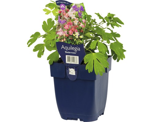 Biedermeierakleja FLORASELF Aquilegia Biedermeier 5-20cm co 0,5L