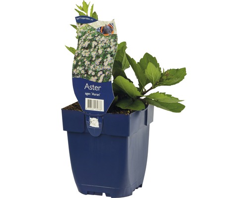 Aster Ager Asran i kruka