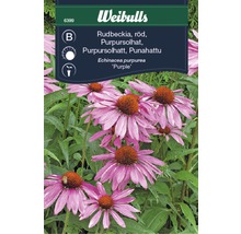 Weibulls Rudbeckia röd Purpursolhatt plantpaket